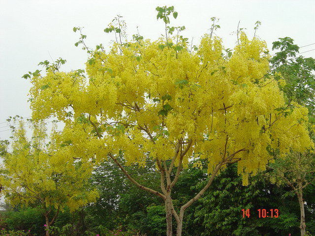 flowers in thailand flowers in thailand