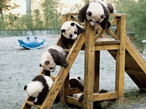 Panda kindergarten