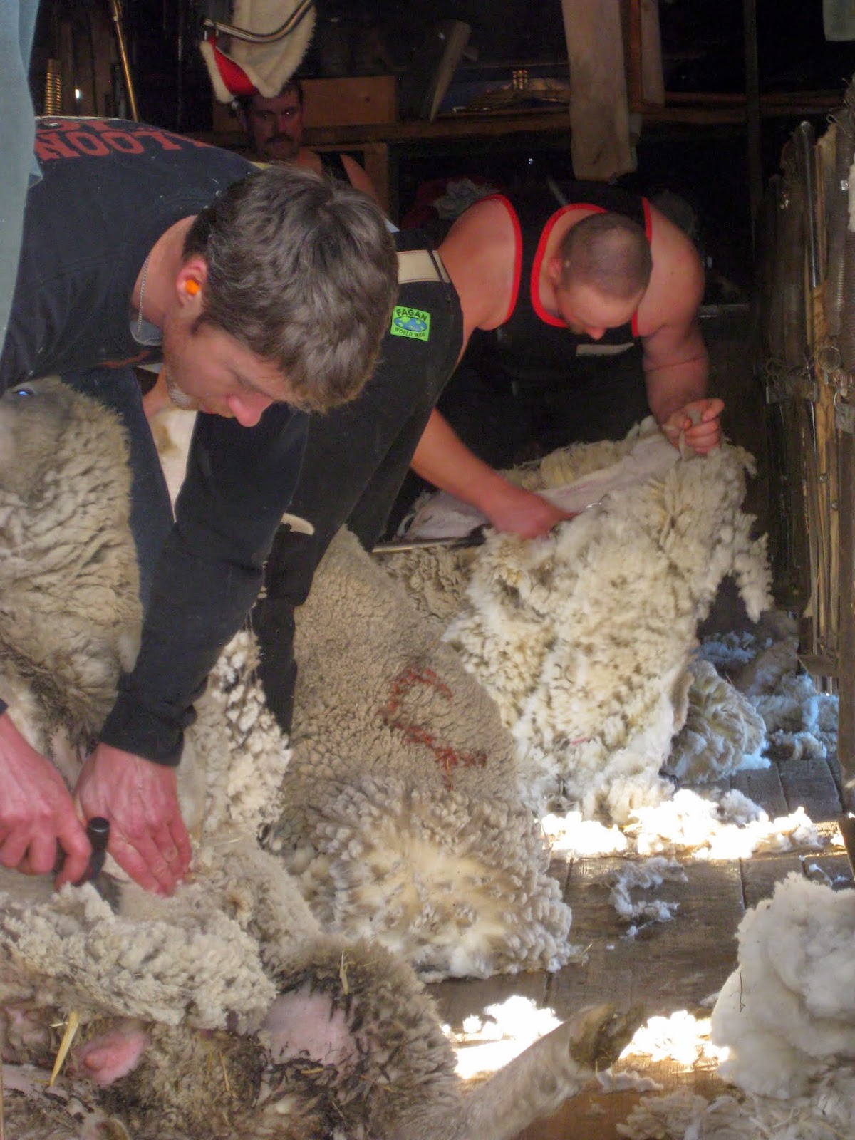Gumbo Lily Sheep shearing day...