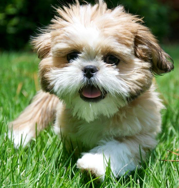I wonder if this is a coton de tulear...my next (and last) puppy dog