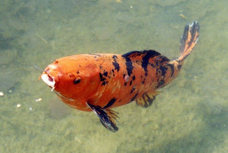 koi fish image