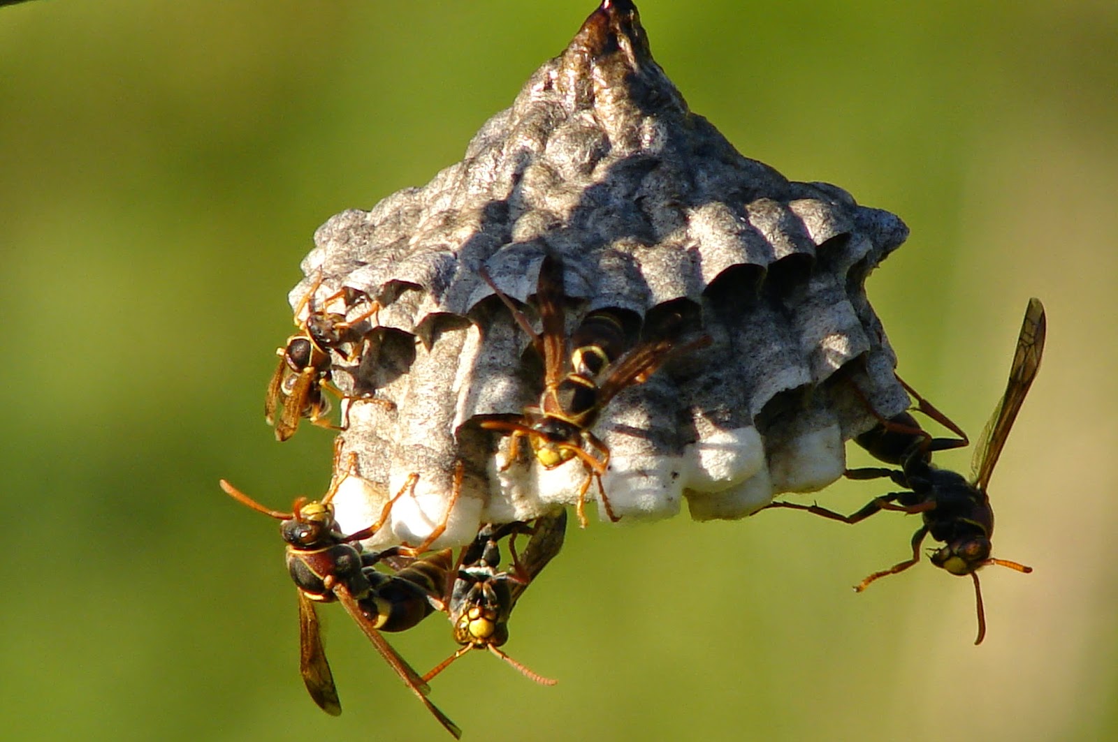 Paper Wasp Pest Control Sydney