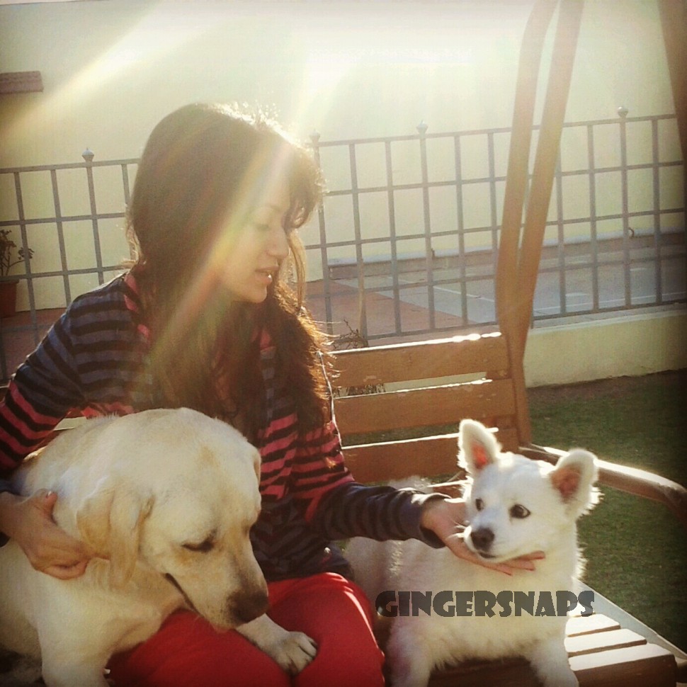 Are Ginger Snaps Good For Dogs