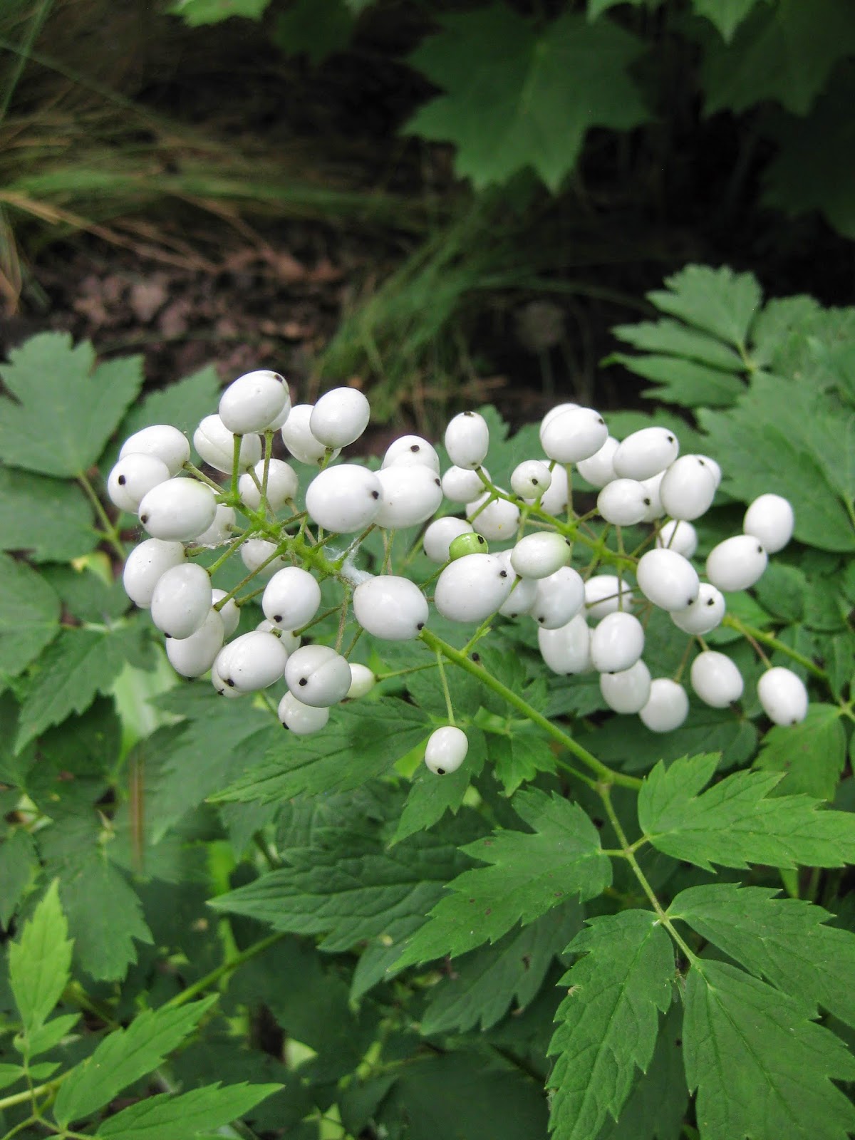 Perennial "Berries" Rotary Botanical Gardens
