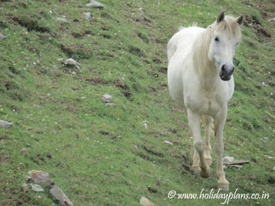 White horses on the hills White horses on the hills