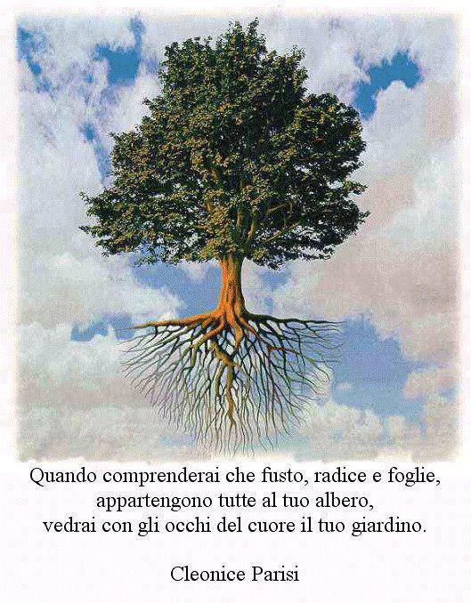 Regalare Un Bonsai Significato educazione consapevole educare ad essere le radici e le ali Regalare Un Bonsai Significato educazione consapevole educare ad essere le radici e le ali