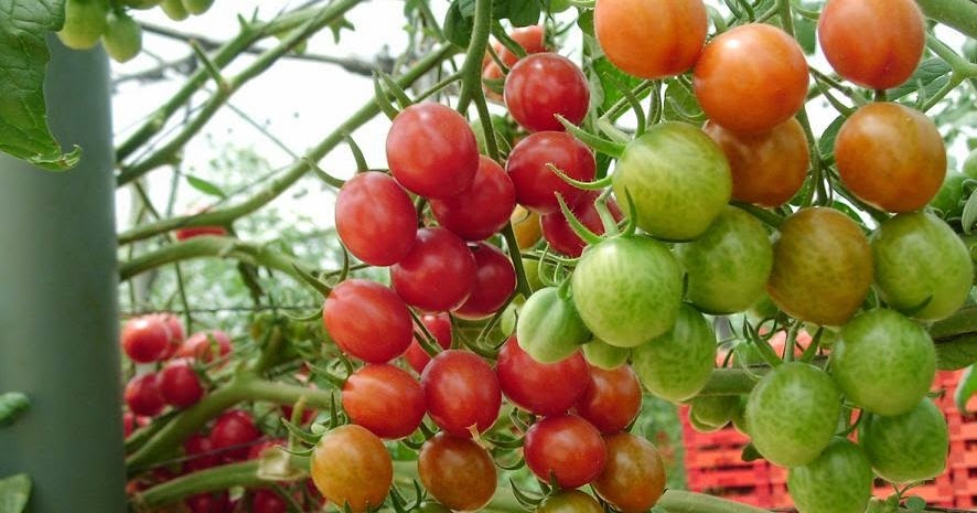 budidaya tomat karina benih berkualitas