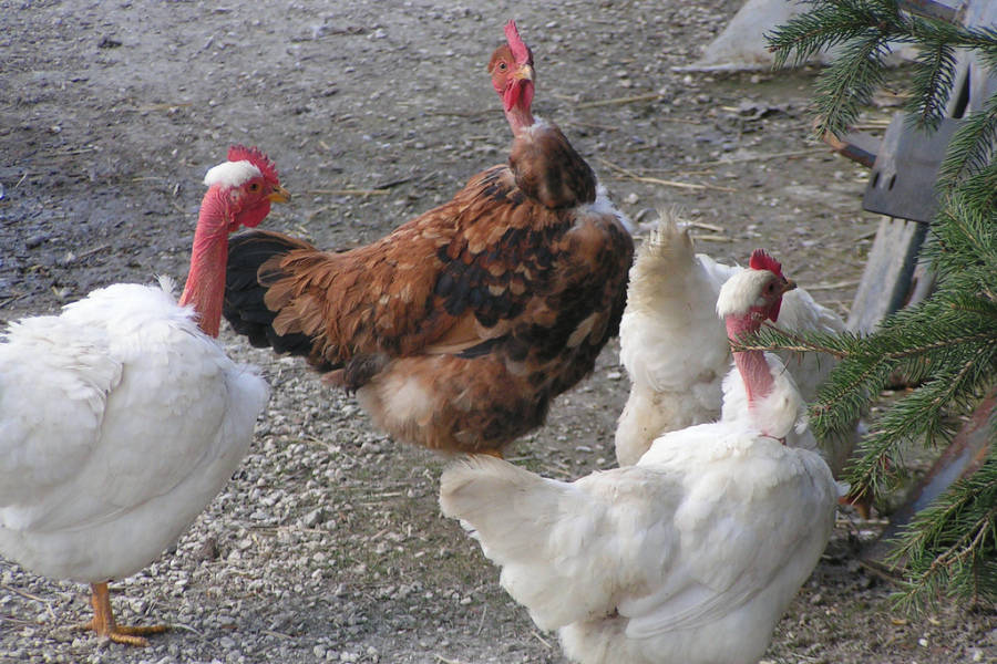Breed Savers Naked Necks Chickens that Look Like Turkeys
