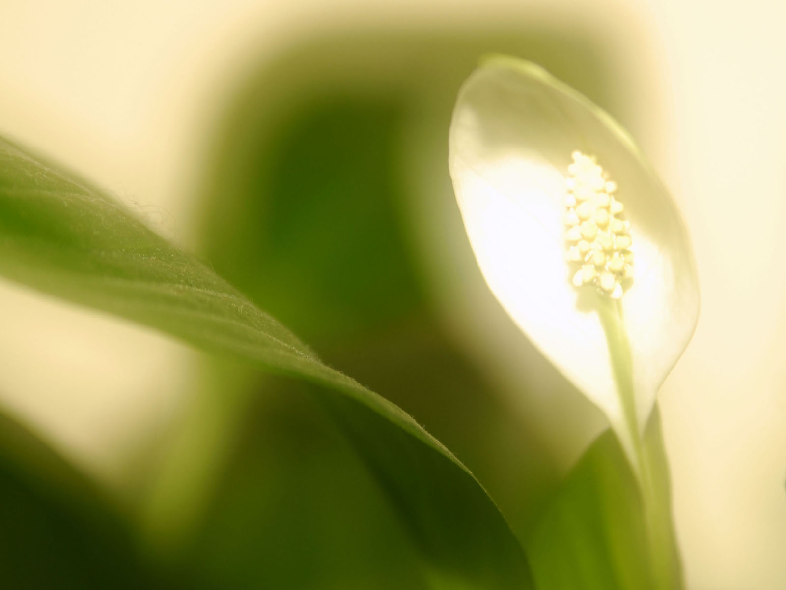 XS Wallpapers HD: Peace Lilies Wallpapers