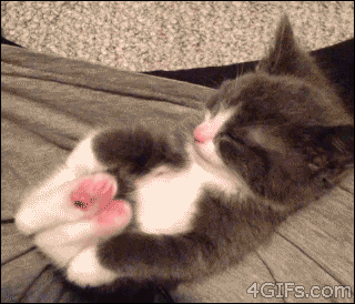 Funny cats - part 95 (40 pics + 10 gifs), cat gif, kitten sleeping yoga
