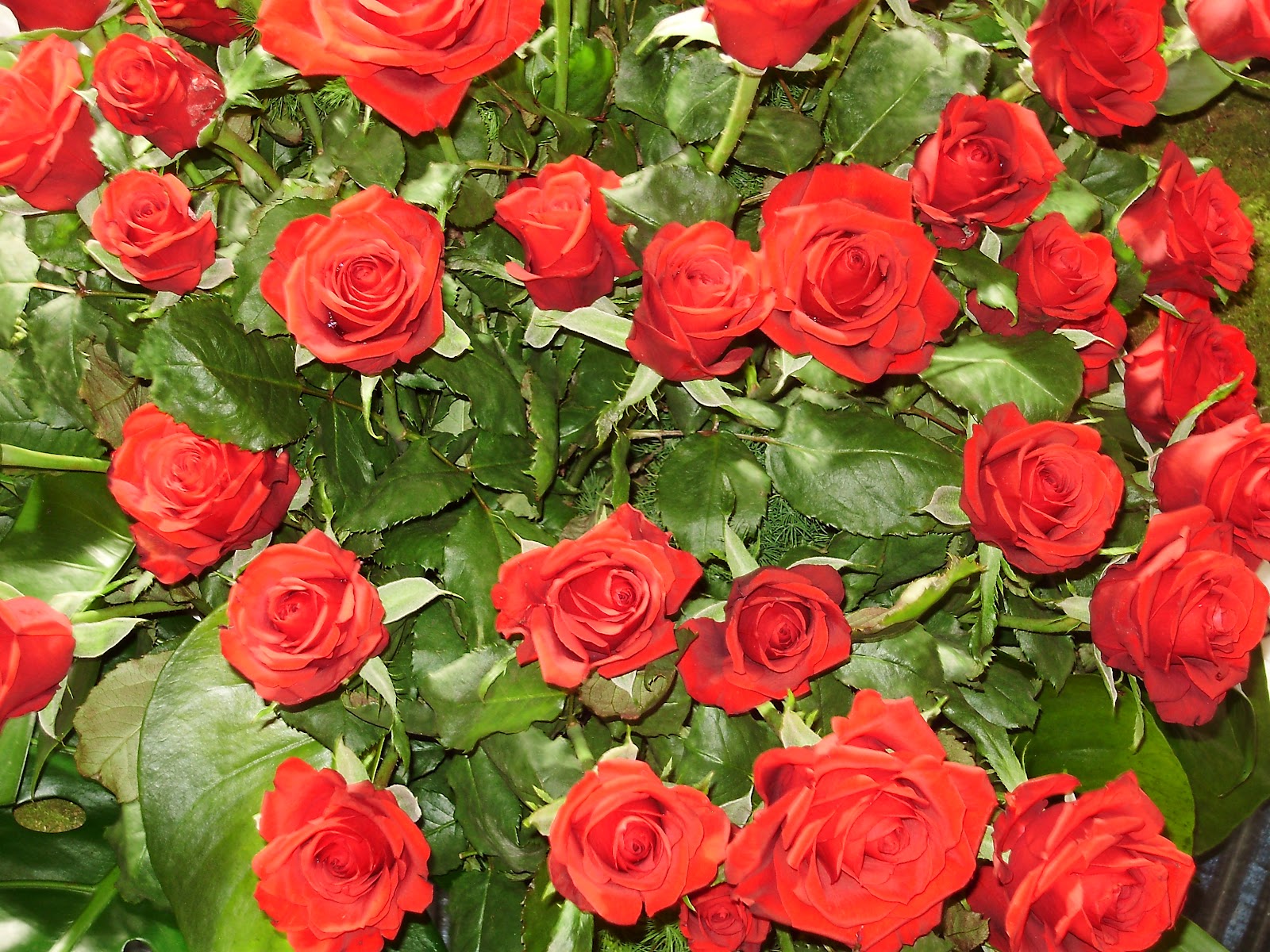 DK's Craft Café Happy Easter! Roses for You )