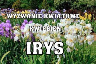 wyzwanie kwiatowe-kwiecień z irysem