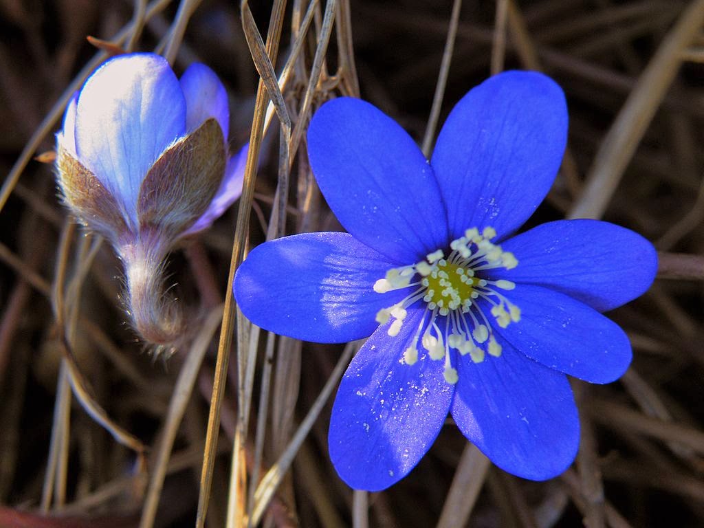Hepatica plant Idea