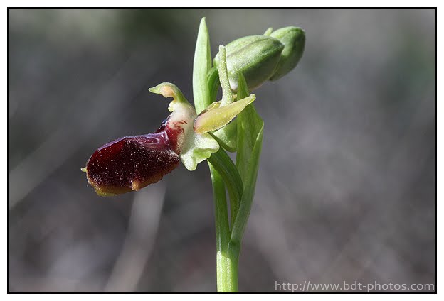 Ophrys passionis Ophrys-de-la-passion-%25283%2529