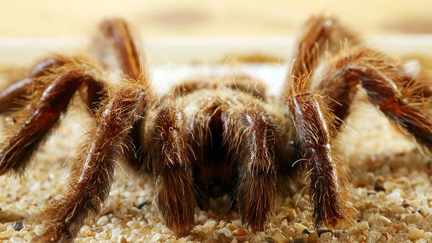 Aranha caranguejeira Aranha caranguejeira