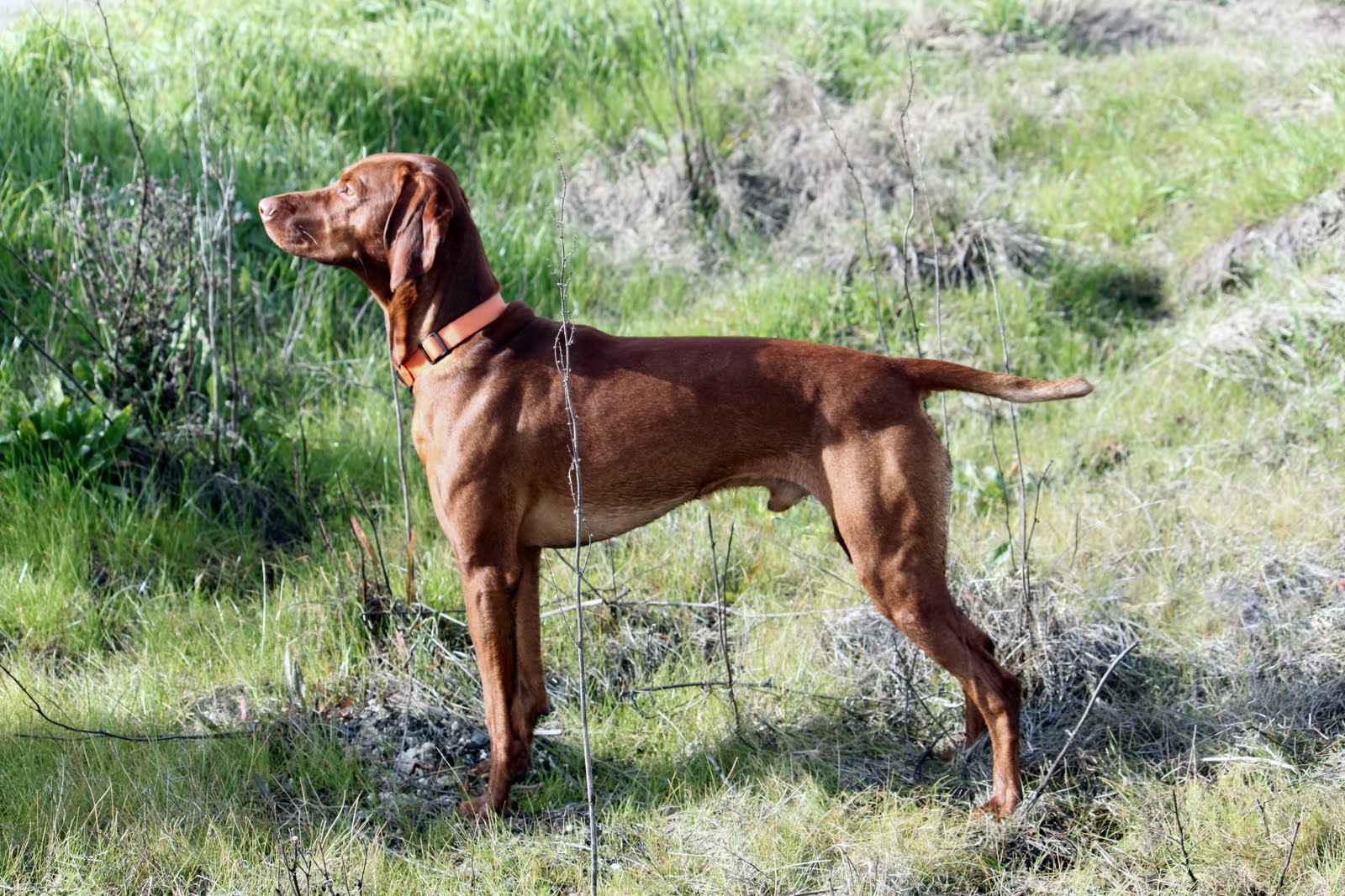 This Vizsla's Life Hunt Training