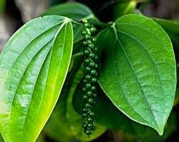 obat impoten