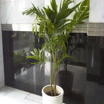 Palm Jepang
