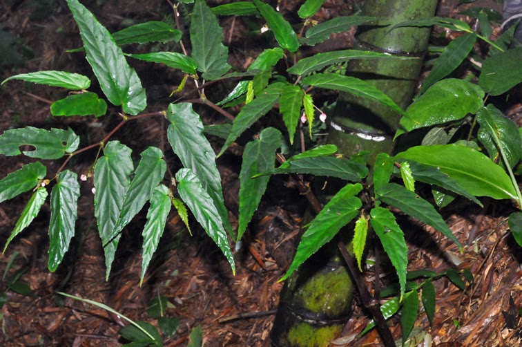 福星花園 台灣秋海棠