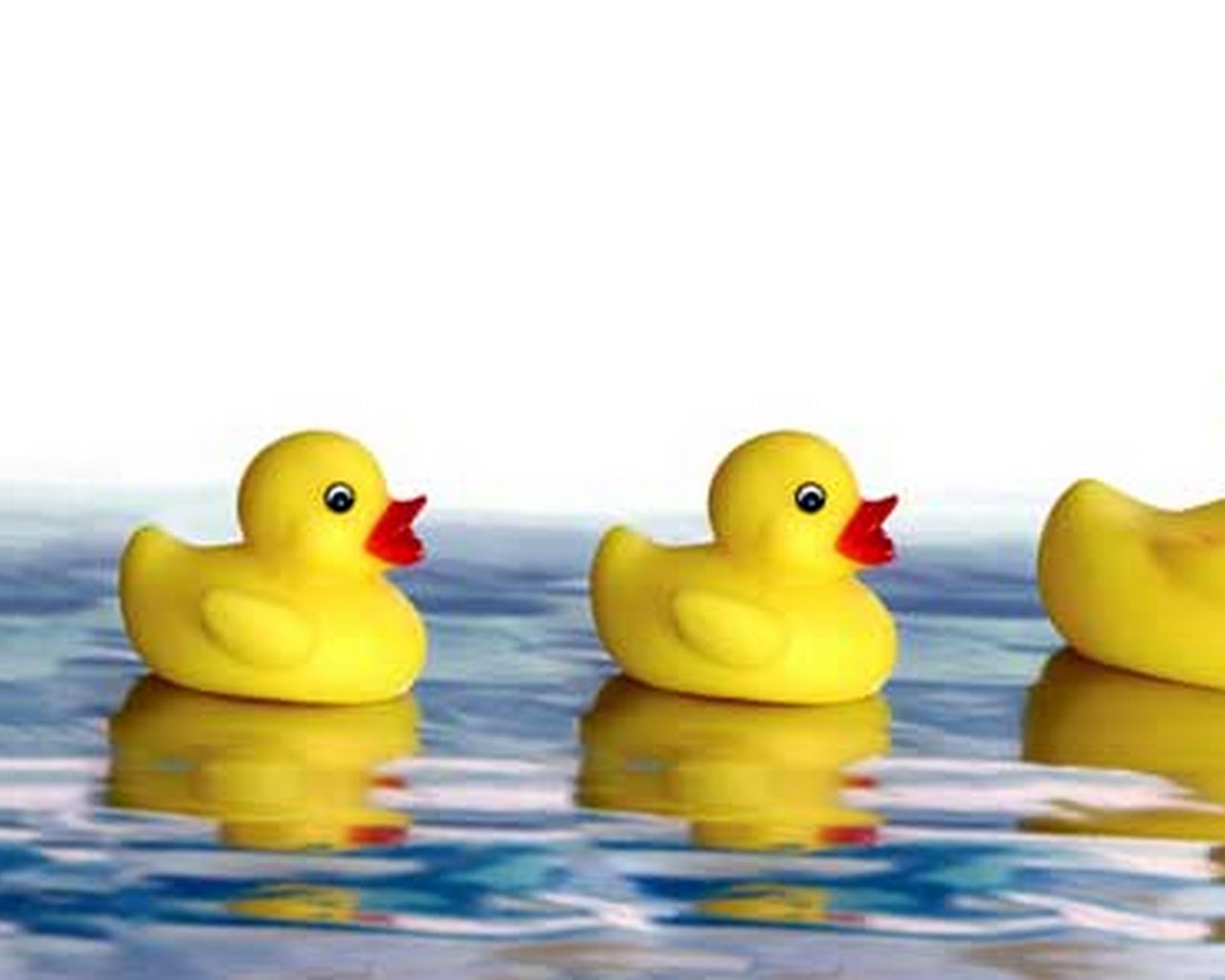 Heidi Capstone Project 2013: Slow Death by Rubber Duck