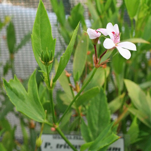 Pelargonium tricuspidatum Pelargonium tricuspidatum