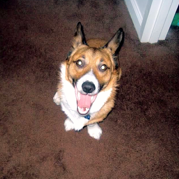 My Dog Whines When He Doesn T Get His Way My Dog Whines When He Doesn T Get His Way