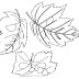 Coloring Pages Of Leaves