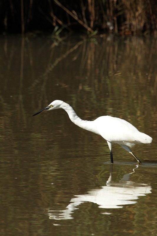 Aigrette Blanche