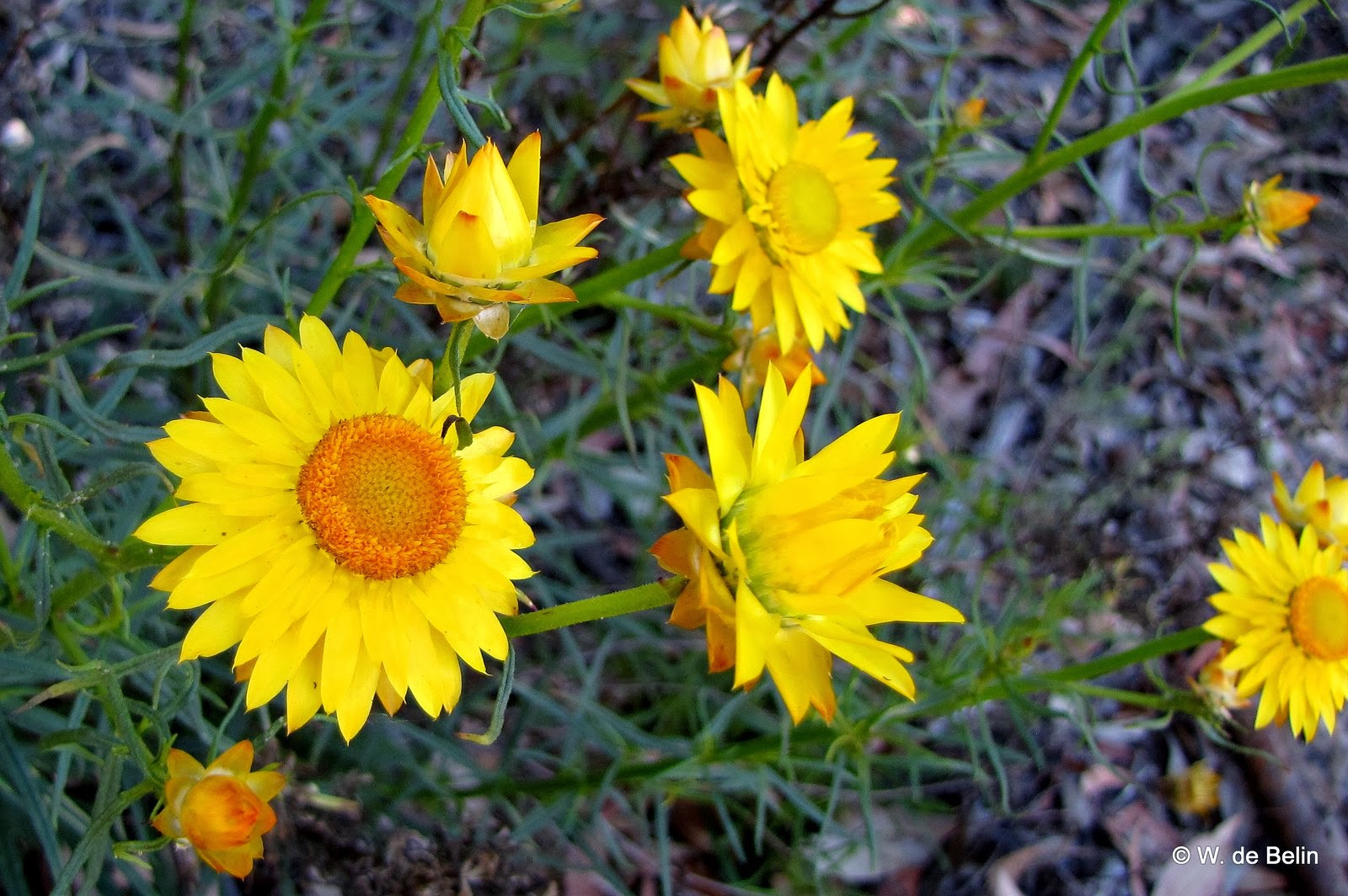 Sydney's Wildflowers and Native Plants Xerochrysum viscosum Sticky