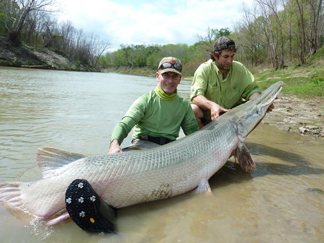 Alligator Gar Pictures | Fish Tales