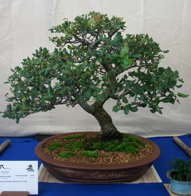 newzealandteatreebonsai Bonsai Exhibition in Perth 2013