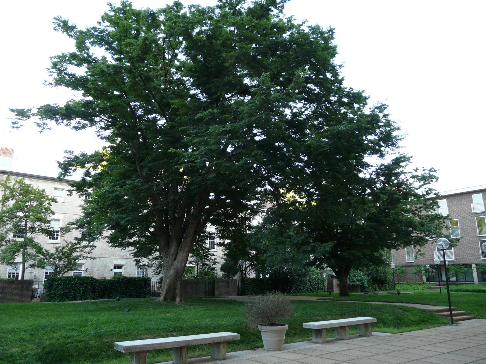 Capitol Hill Garden Club Magical May Walk at Harbour Square