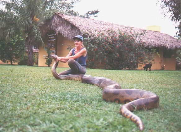 anaconda vs reticulated python who would win