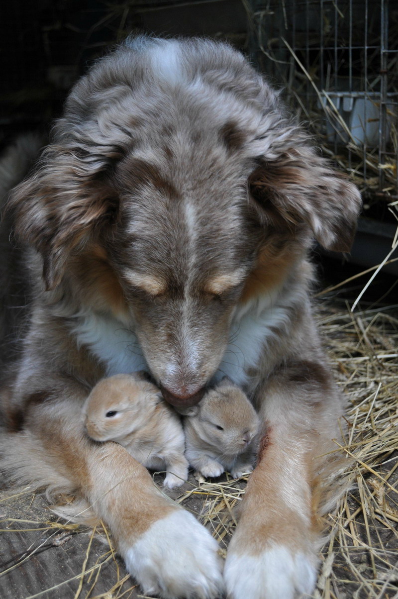 Animal pictures of the week: 22 February 2013