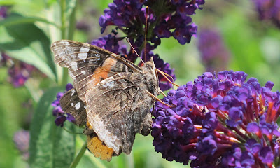 Red Admiral, Vanessa atalanta