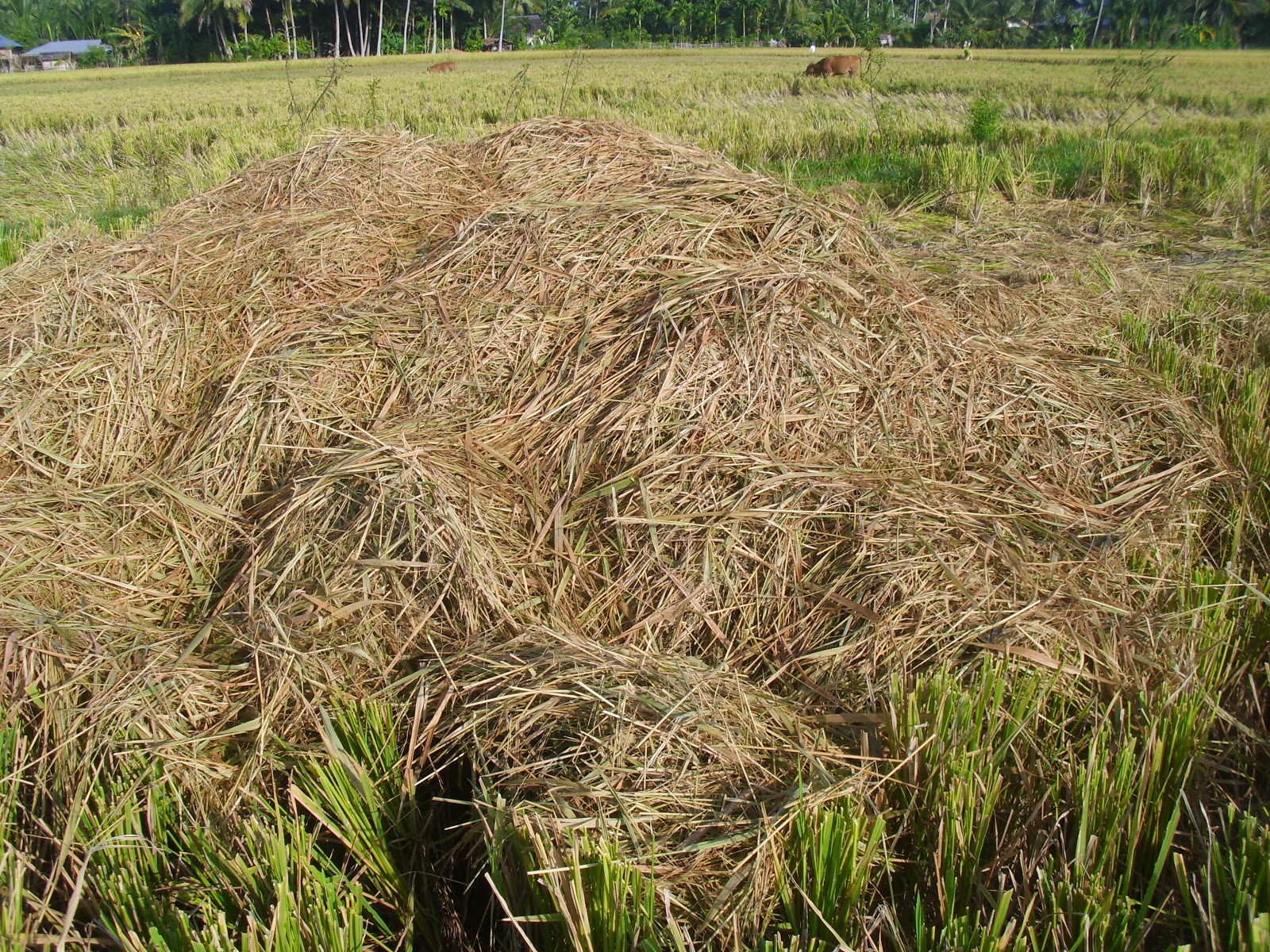 Kontribusi Pakan dalam Usaha Peternakan Sekilas Peternakan