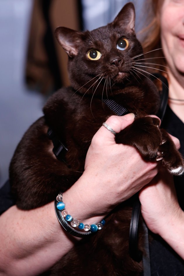 Cool FunPedia Cat Makes Runway At New York Fashion Week