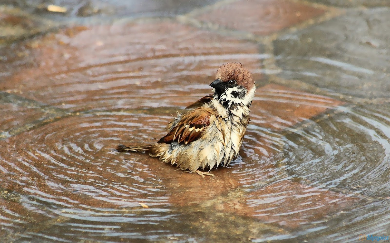 free best pictures bathing sparrow bird pictures free best pictures bathing sparrow bird pictures