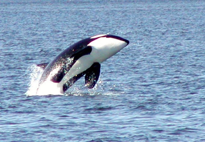 Avvistata un'orca al largo delle Isole Eolie
