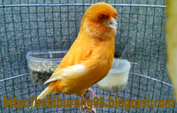 65 Jenis Warna Kenari Yang Bagus