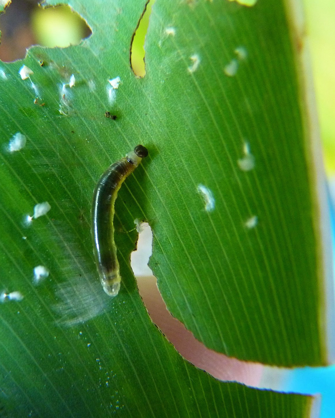 MOSI Outside Leaf Roller Caterpillars