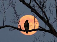 Silhouette of bird in tree against a supermoon