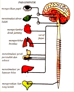Pengertian Saraf Parasimpatik dan Fungsi Saraf Parasimpatik Pengertian Saraf Parasimpatik dan Fungsi Saraf Parasimpatik