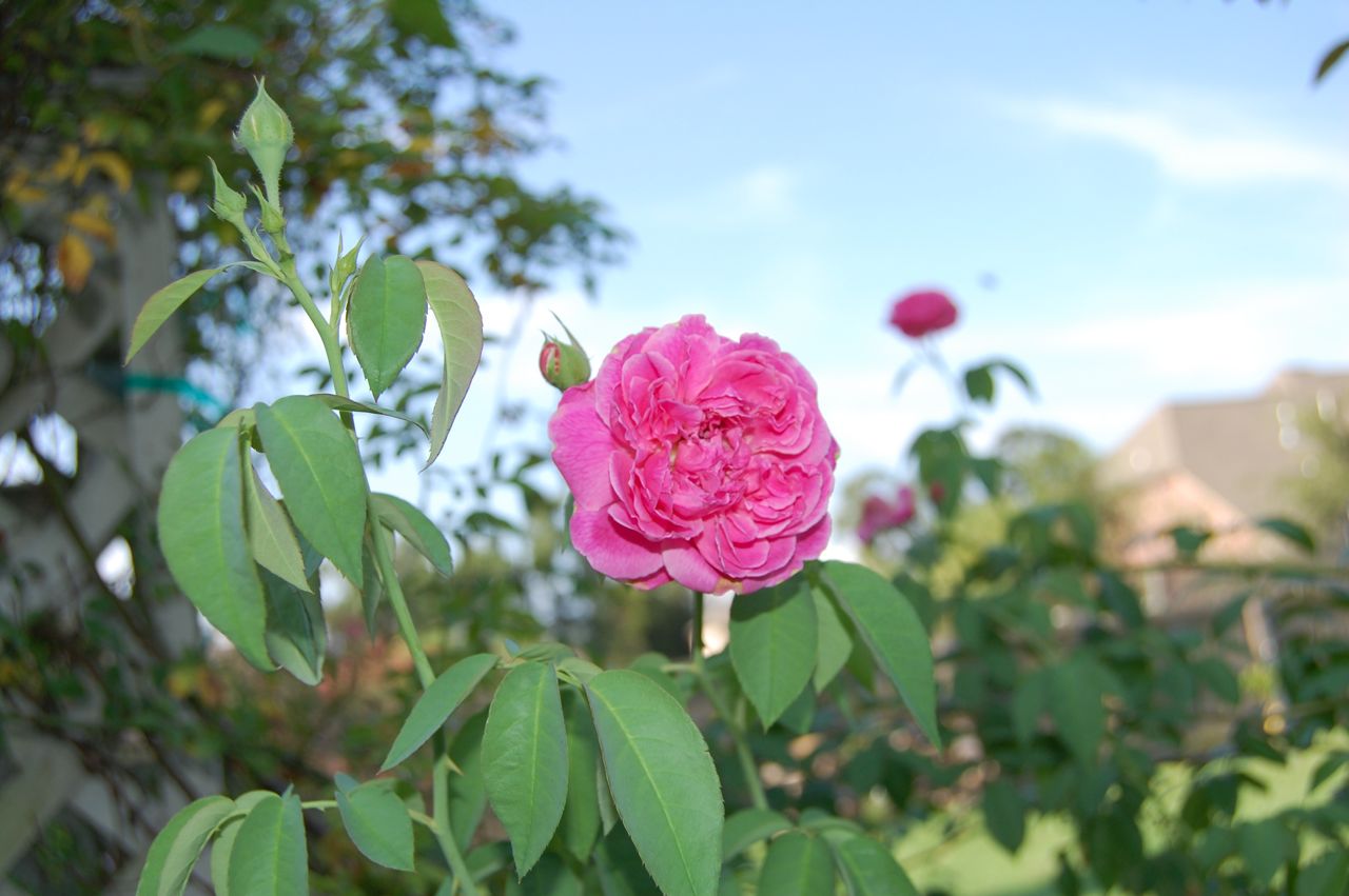 Jeannie's Fairy Rose Louisiana Garden Maggie Rose in August