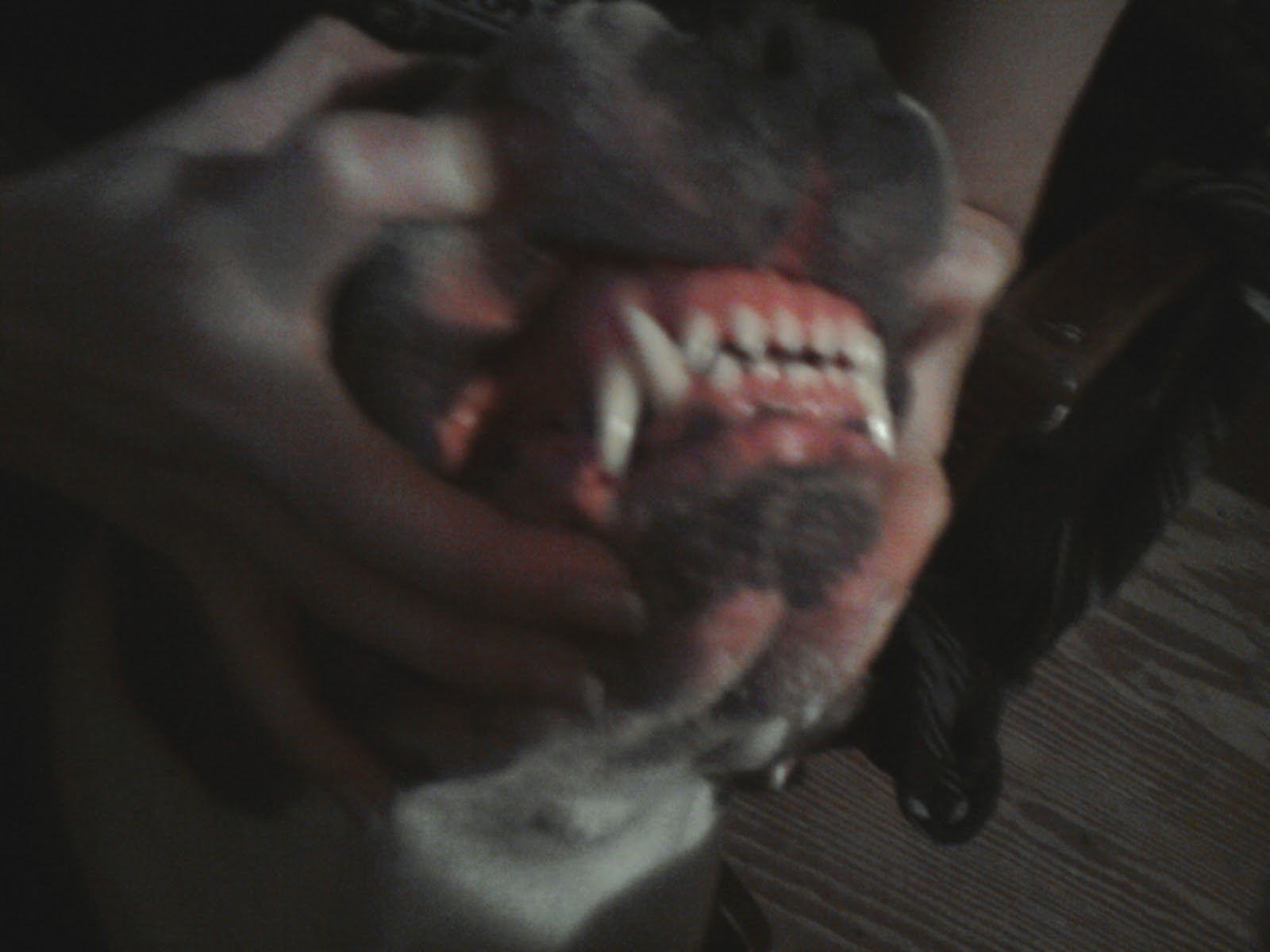 do rottweilers locking jaws pit bull myths by jonathan helm do rottweilers locking jaws pit bull myths by jonathan helm