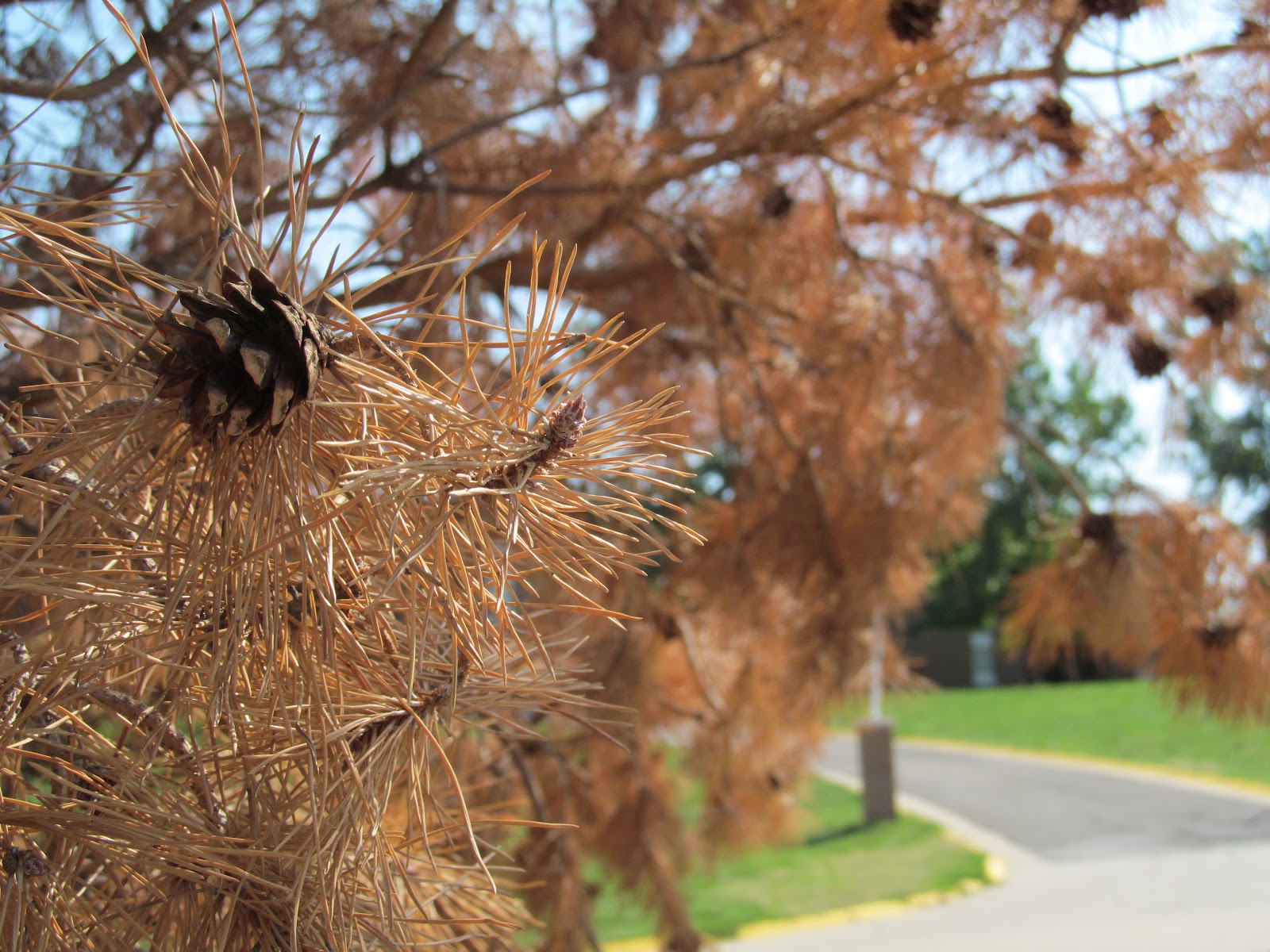 Explore Missouri Landscaping with Native Plants
