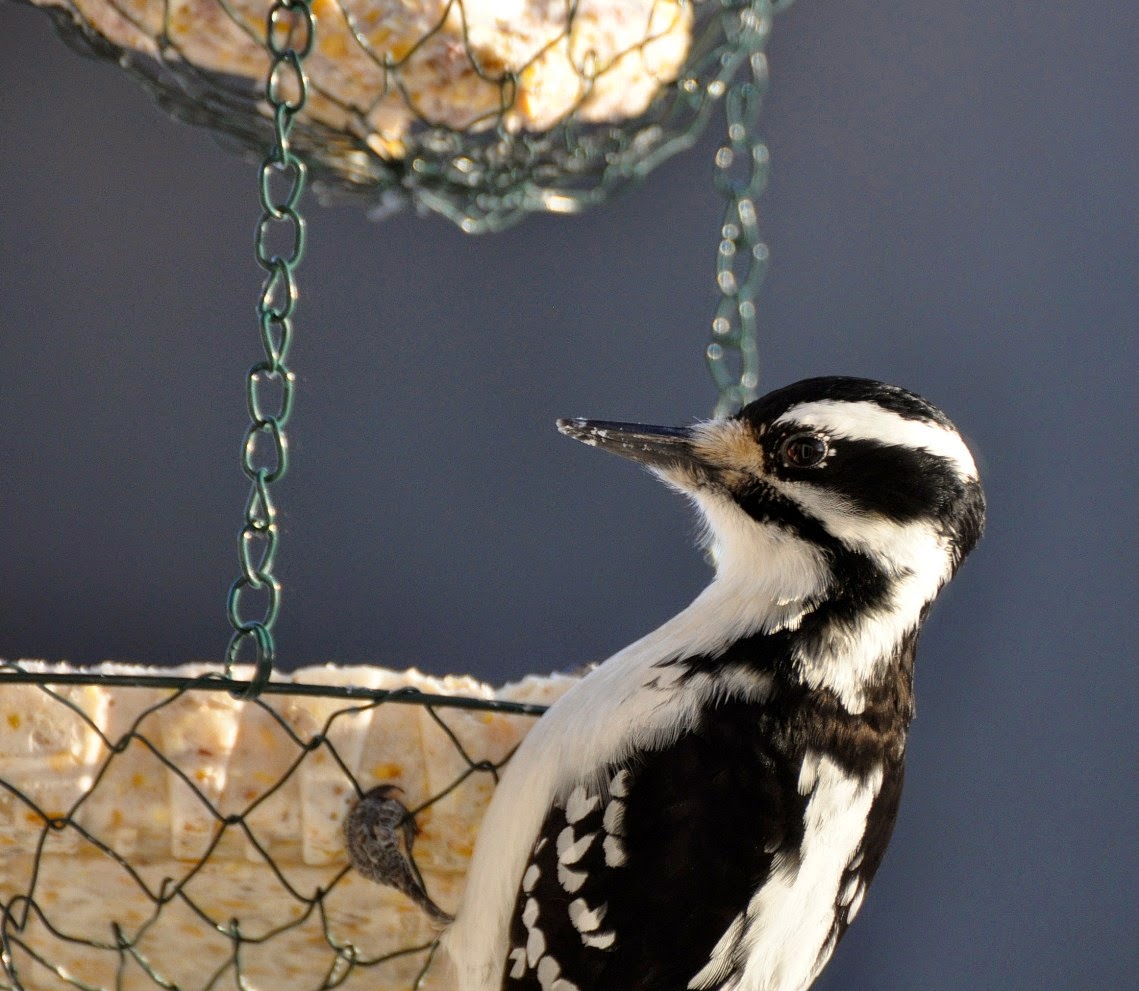 Birding Is Fun! Maine Birds in Winter