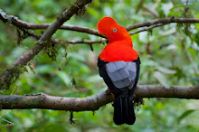 Andean Cock wallpapers