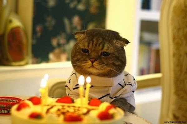 image de chat pour anniversaire
