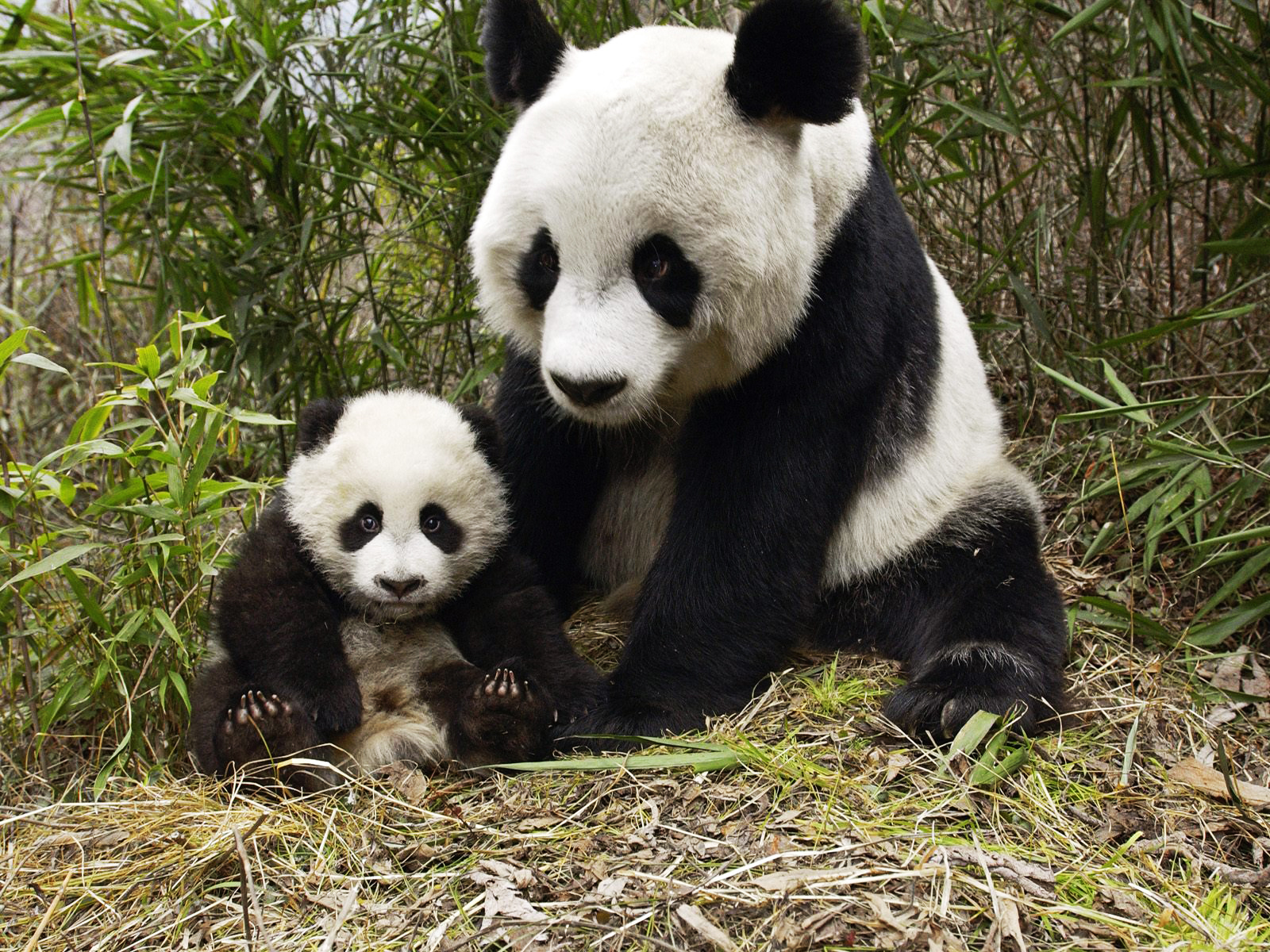 panda_571173.jpg